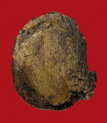 พระภูธร